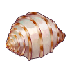 itemCollectionSeashell5.png